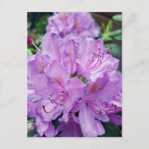 Malvenfarbener Rhododendron Postkarte