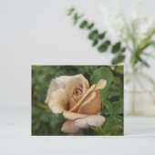 Malvenrose Postkarte (Stehend Vorderseite)