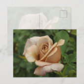 Malvenrose Postkarte (Vorne/Hinten)
