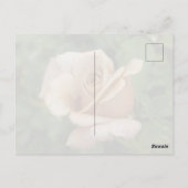Malvenrose Postkarte (Rückseite)