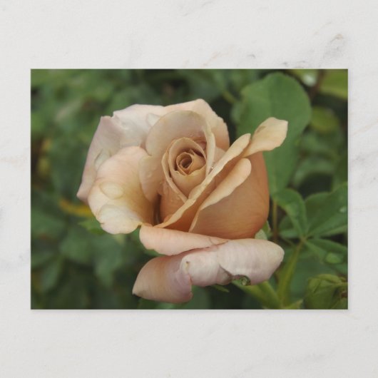 Malvenrose Postkarte (Vorderseite)