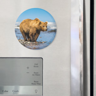 Mama Bären beobachtet ihre beiden Kinder Magnet