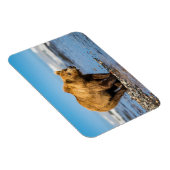 Mama Bären beobachtet ihre beiden Kinder Magnet (Rechte Seite)