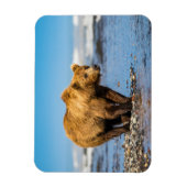 Mama Bären beobachtet ihre beiden Kinder Magnet (Vertikal)