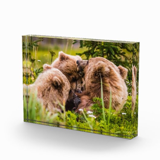 Mama Bären pflegen ihre zwei Jungen, Lake Clark Na Fotoblock (Rechts)