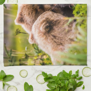 Mama Bären pflegen ihre zwei Jungen, Lake Clark Na Geschirrtuch