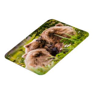 Mama Bären pflegen ihre zwei Jungen, Lake Clark Na Magnet