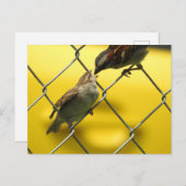 Mama Bird füttre einen Baby Bird | Naturfotografie Postkarte (Vorne/Hinten)