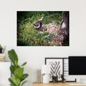 Mama Bird Schutz Eier Fotografie Druck Poster (Heimbüro)