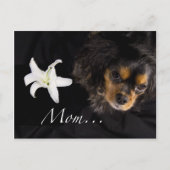Mama... Cavalier King Charles Spaniel Postkarte (Vorderseite)