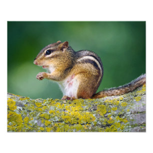 Mama Chipmunk Fotodruck
