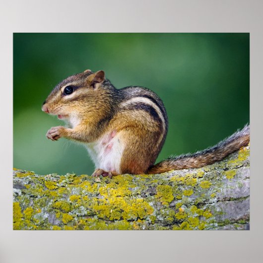 Mama Chipmunk Poster (Vorne)