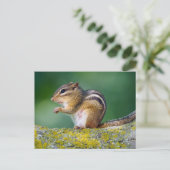 Mama Chipmunk Postkarte (Stehend Vorderseite)