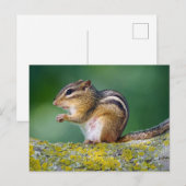 Mama Chipmunk Postkarte (Vorne/Hinten)