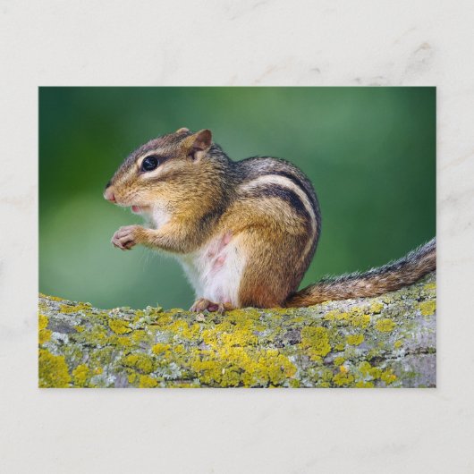 Mama Chipmunk Postkarte (Vorderseite)