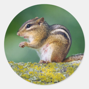 Mama Chipmunk Runder Aufkleber