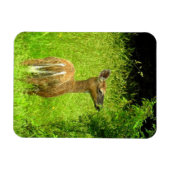 Mama Deer Browsing Magnet (Horizontal)