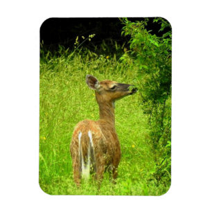 Mama Deer Browsing Magnet