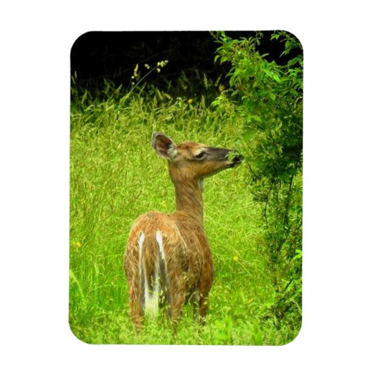 Mama Deer Browsing Magnet (Vertikal)