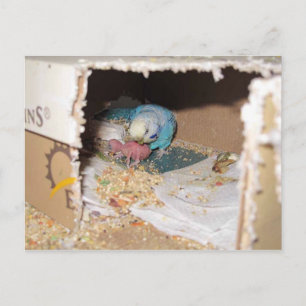 Mama Dexter und Baby Rufus Postkarte