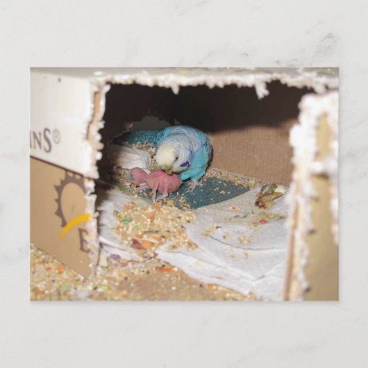 Mama Dexter und Baby Rufus Postkarte (Vorderseite)