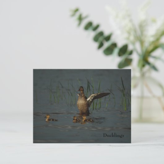 Mama Duck mit Postkarte (Stehend Vorderseite)