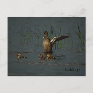 Mama Duck mit Postkarte