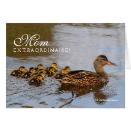 Mama Extraordinaire: Ein produktiver Mallard Hen