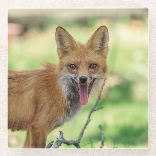 Mama Fox im Hudson Valley Glasuntersetzer (Vorderseite)