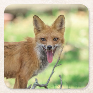 Mama Fox im Hudson Valley Rechteckiger Pappuntersetzer