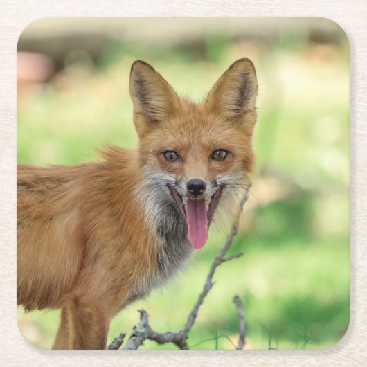 Mama Fox im Hudson Valley Rechteckiger Pappuntersetzer (Vorderseite)