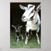Mama Goat mit Baby Ginger Poster (Vorne)