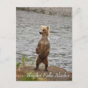 Mama, hallo, Brooks Falls Alaska Postkarte