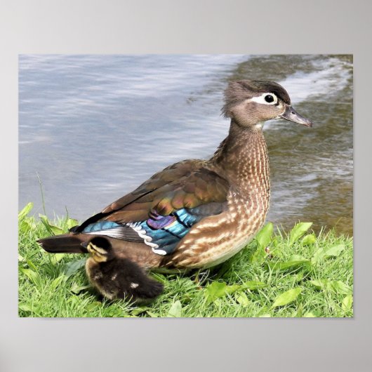 Mama Holzente mit Ente Poster (Vorne)