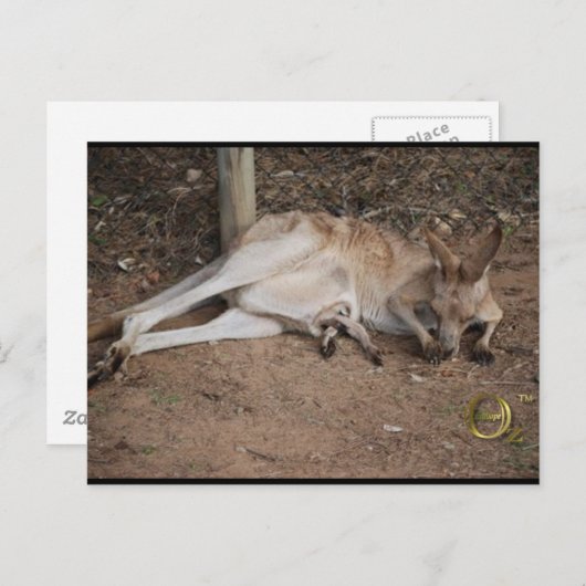 Mama Kangaroo mit Joey in Pouch Postkarte (Vorne/Hinten)