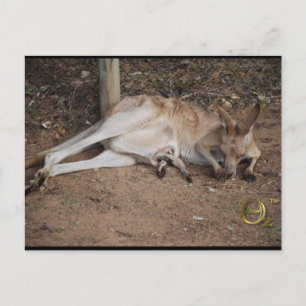 Mama Kangaroo mit Joey in Pouch Postkarte