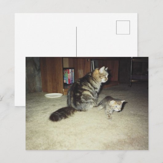Mama Katze mit Kätzchen Postkarte (Vorne/Hinten)