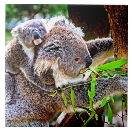 Mama Koala und Baby Joey in a Tree Fliese (Vorderseite)