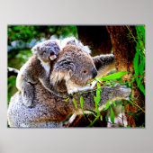 Mama Koala und Baby Joey in a Tree Poster (Vorne)