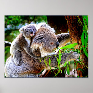 Mama Koala und Baby Joey in a Tree Poster