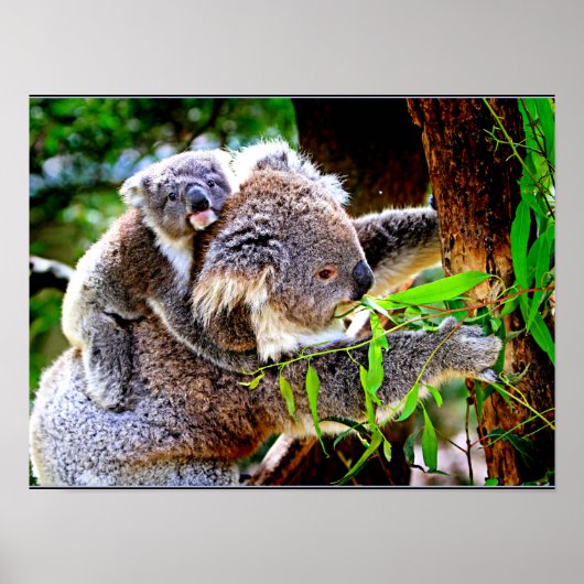 Mama Koala und Baby Joey in a Tree Poster (Vorne)