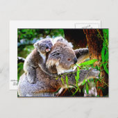 Mama Koala und Baby Joey in a Tree Postkarte (Vorne/Hinten)
