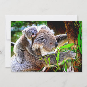 Mama Koala und Baby Joey in einem Baum