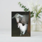 Mama mit Baby-Goat-Postkarte Postkarte (Stehend Vorderseite)