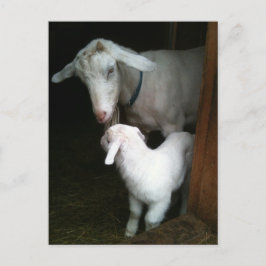 Mama mit Baby-Goat-Postkarte Postkarte