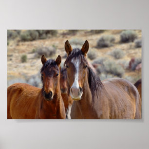 Mama mit Teenage Foal Poster