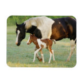 Mama & Paint Filly Magnet (Horizontal)