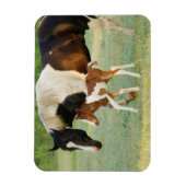 Mama & Paint Filly Magnet (Vertikal)