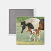 Mama & Paint Filly Magnet (Vorderseite/Rückseite)
