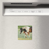 Mama & Paint Filly Magnet (In Situ (Geschirrspüler))